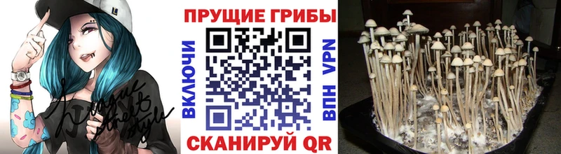 Псилоцибиновые грибы Psilocybine cubensis  купить наркотик  Грозный 